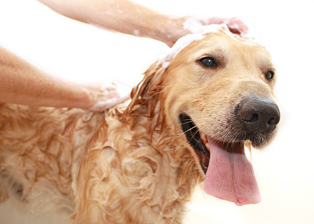 Calming the Storm: Easing Stress in Clean Dogs and Cats