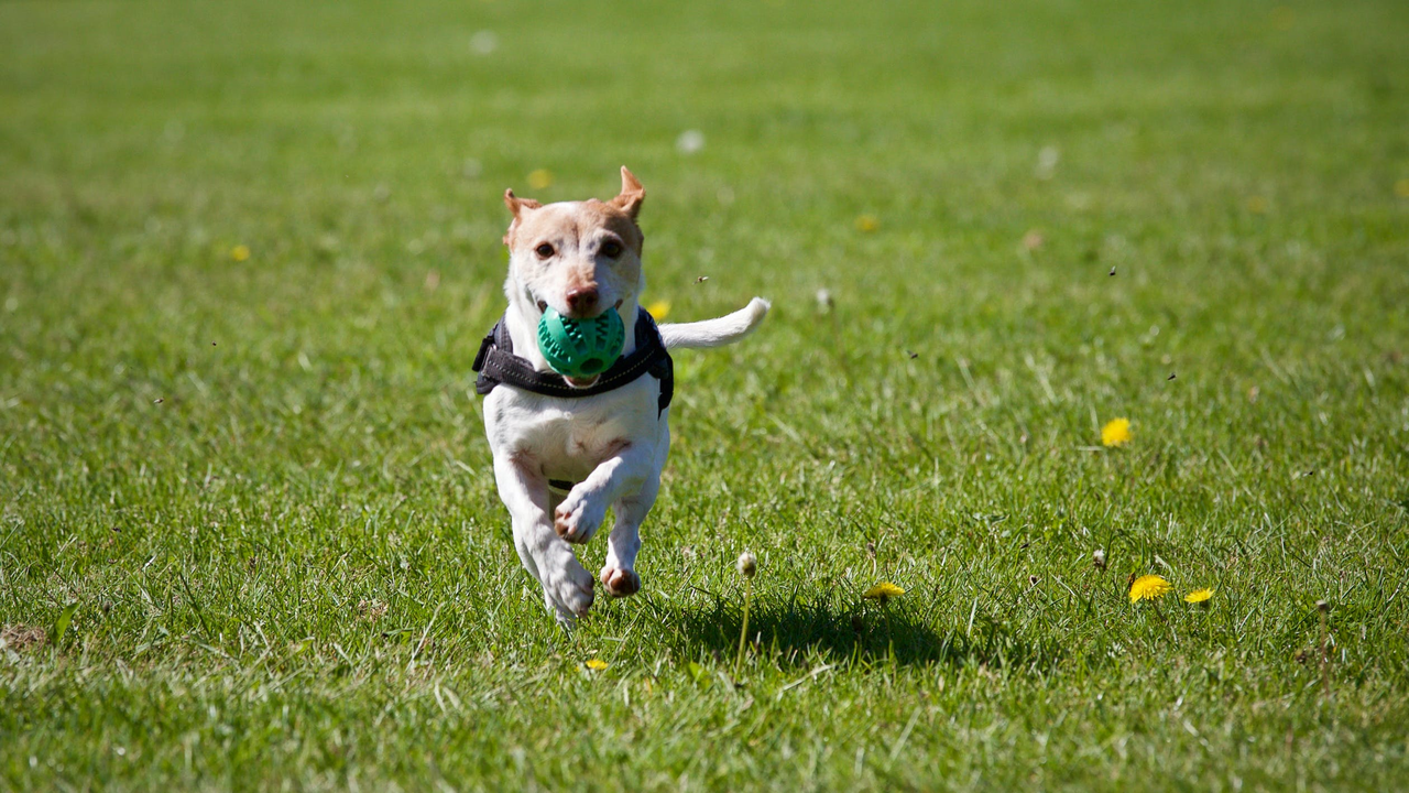 Walk Your Way to a Healthy Dog: Tips for Daily Exercise