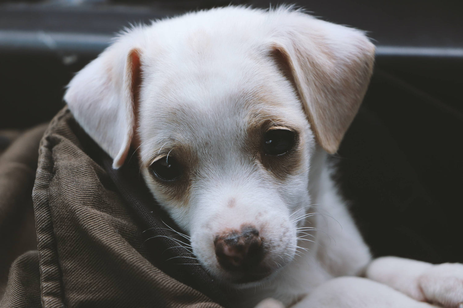 Caring for Sick Pets: How Puppy Pads Provide Comfort and Convenience