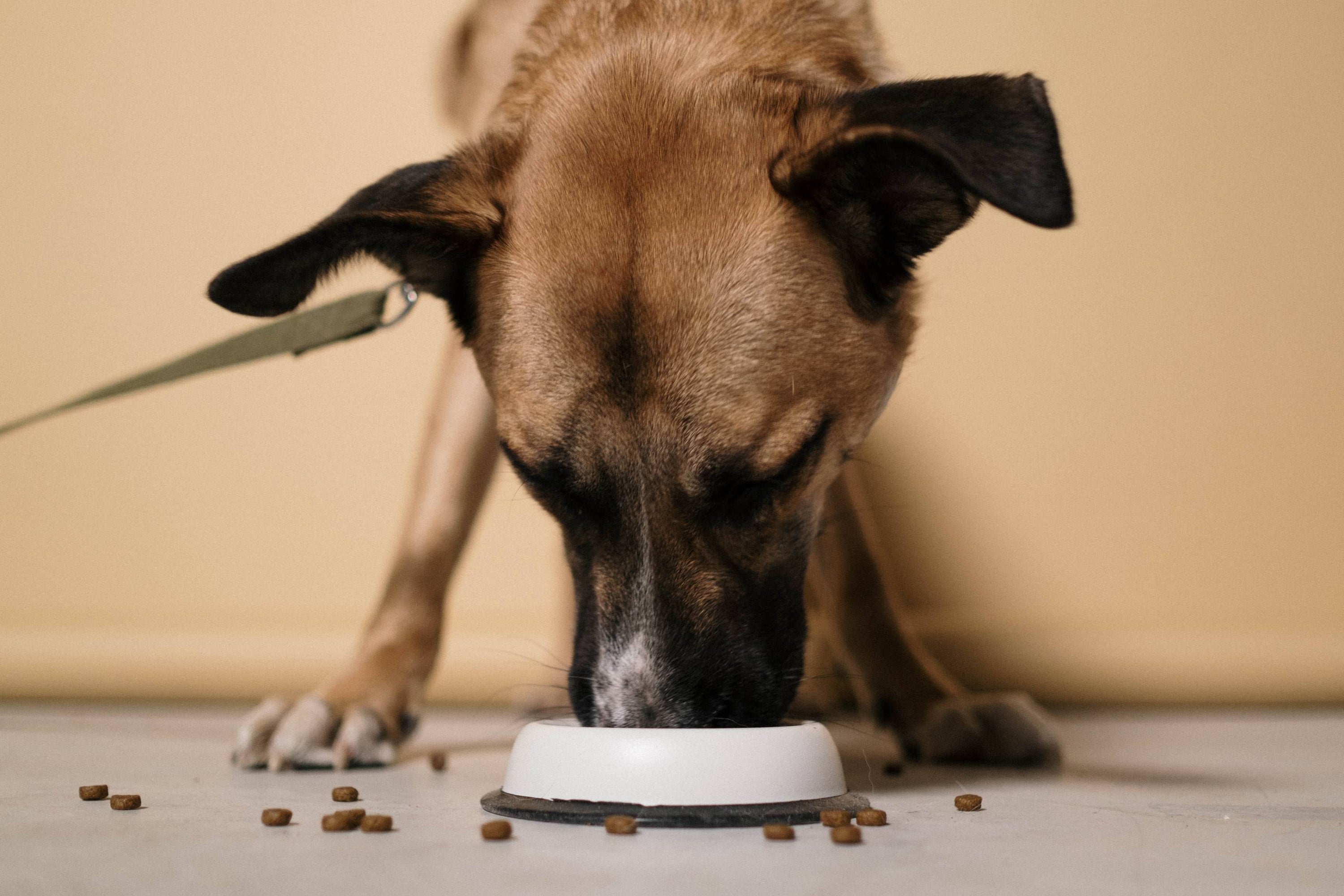 Boost Your Pet's Health with good taste: Introducing our new exclusive pet food