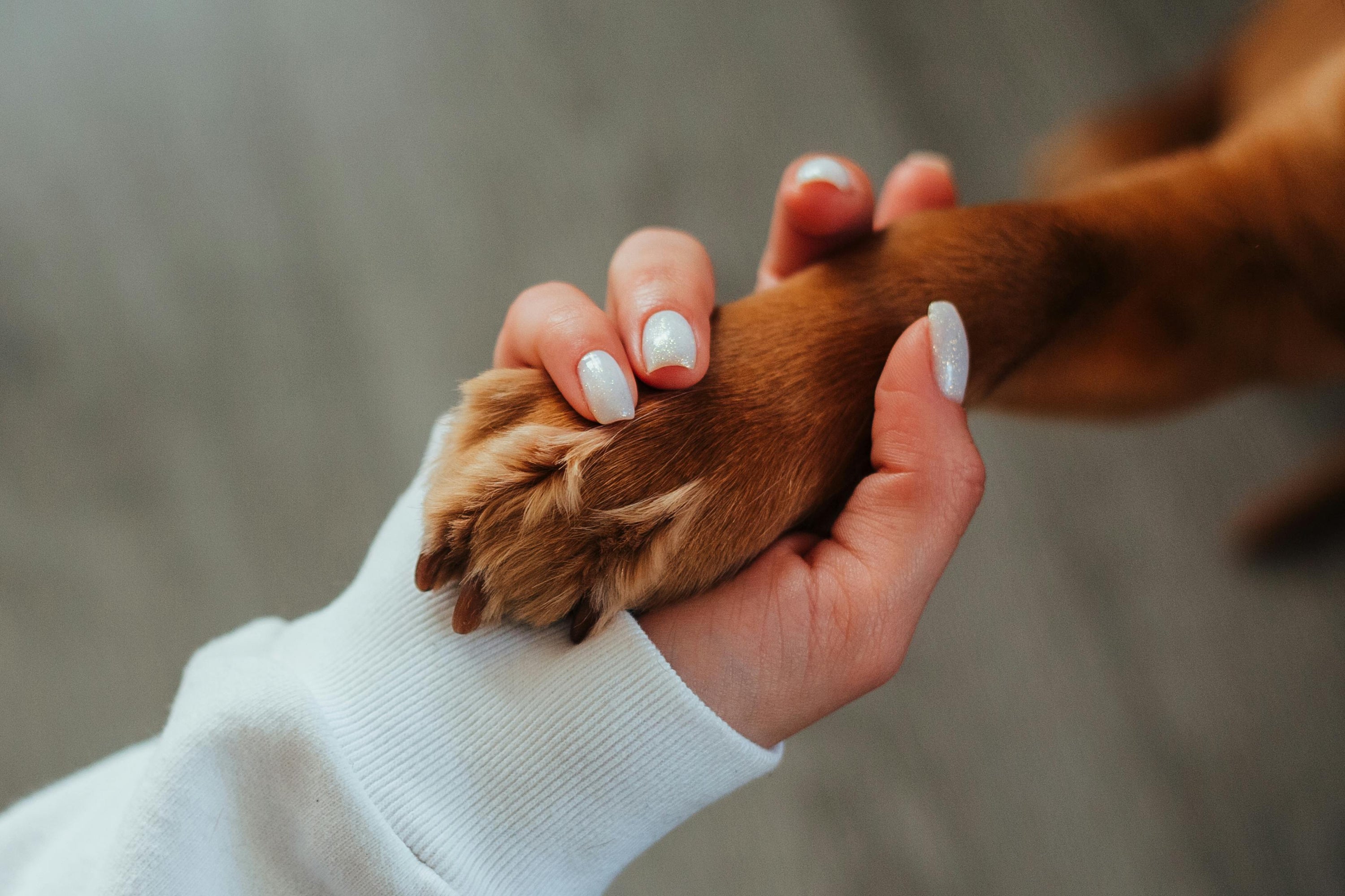 From Puppies to Seniors: Tailoring Pet Insurance for Every Stage of Your Pet's Life