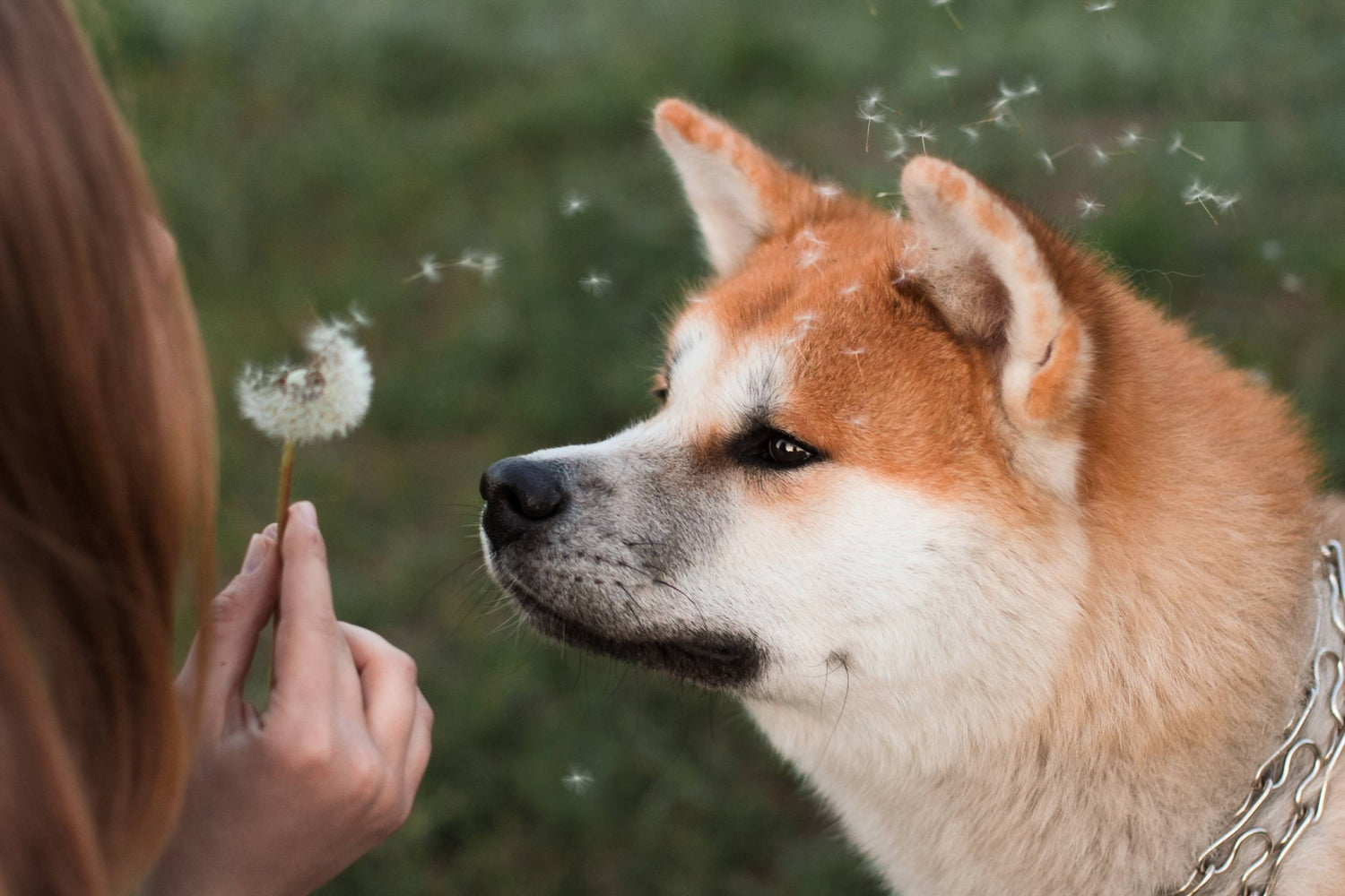 6 Eco-friendly Alternatives to Plastic Bags for Dog Poop