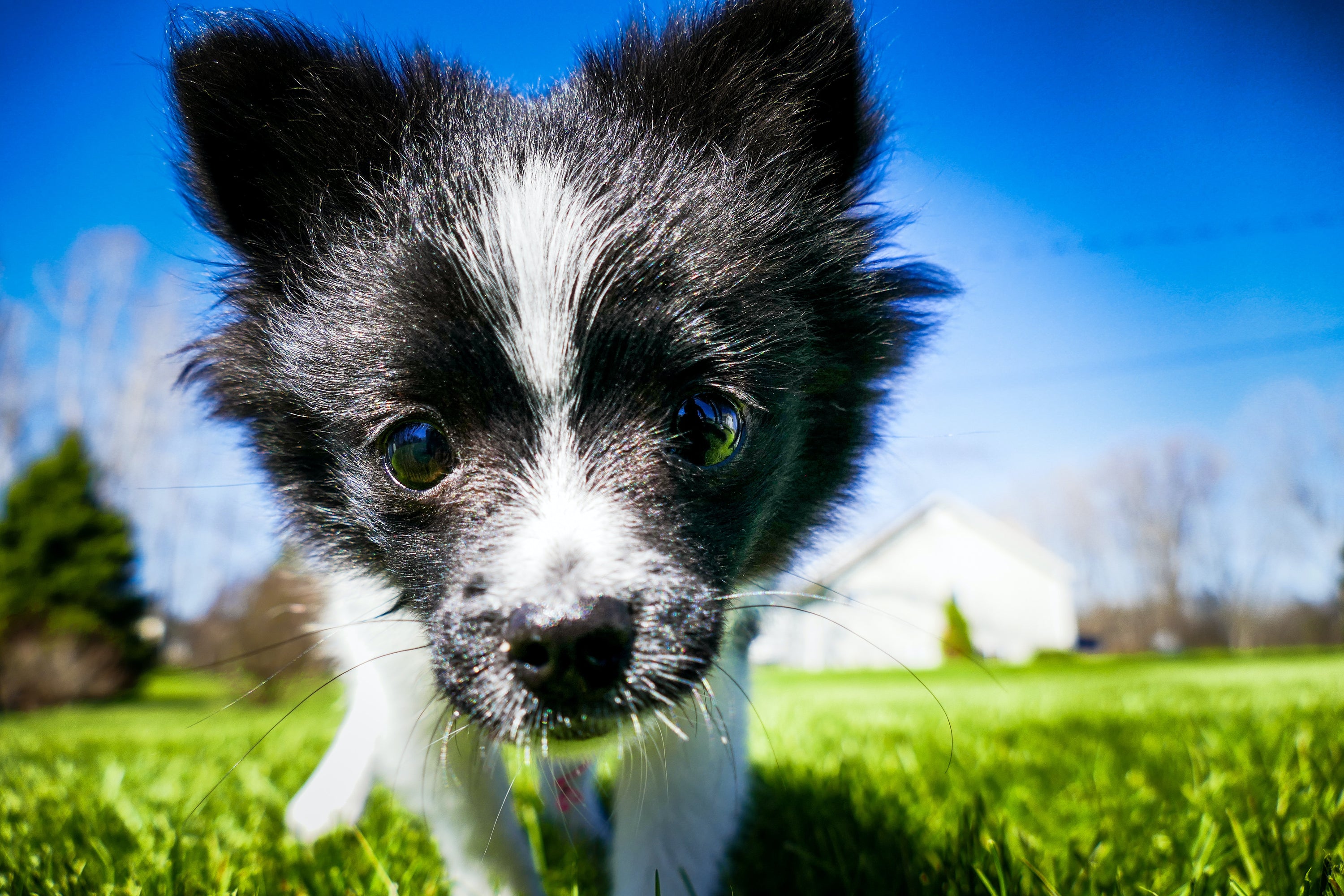 The Ultimate Guide to Potty Training Your Pup