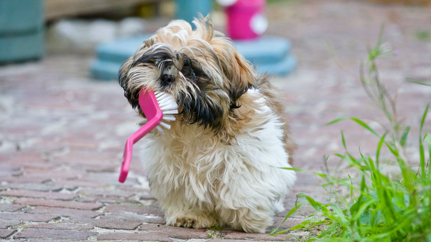 Healthy Gums, Happy Dogs: Tips to Reduce the Risk of Gum Disease and Provide Essential Nutrients