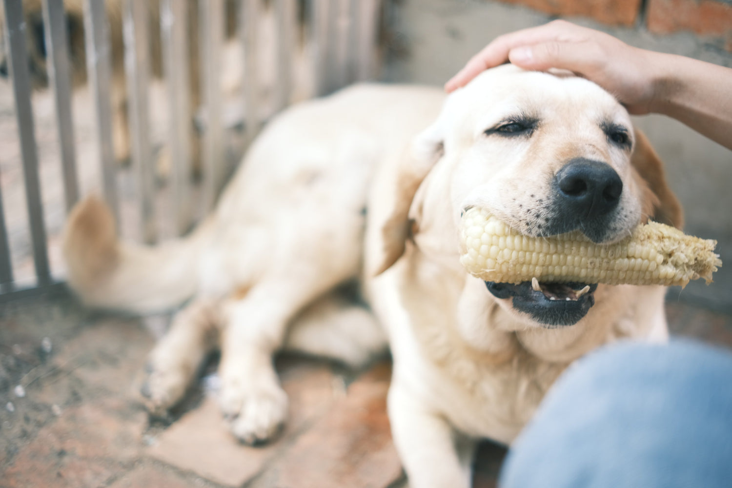 Unleash the Unique Flavors of the Outback: Kangaroo in Rawhide Chips for Your Pets