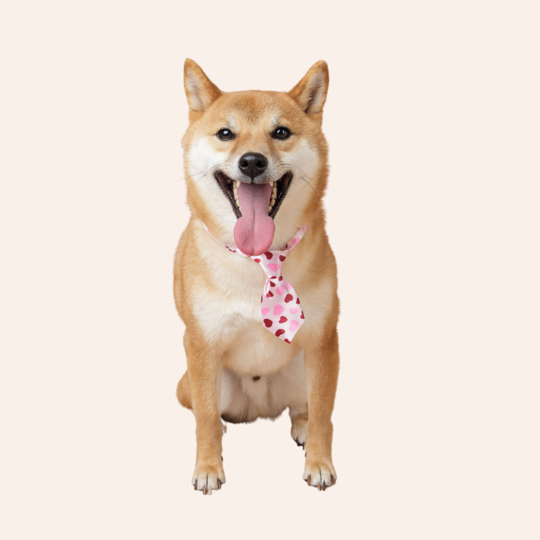 Pet Tie